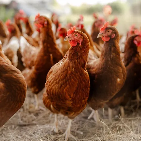 Reethaus 4a Dom wakacyjny