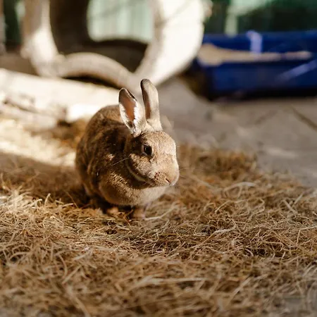 Dom wakacyjny Reethaus 4a Staberdorf